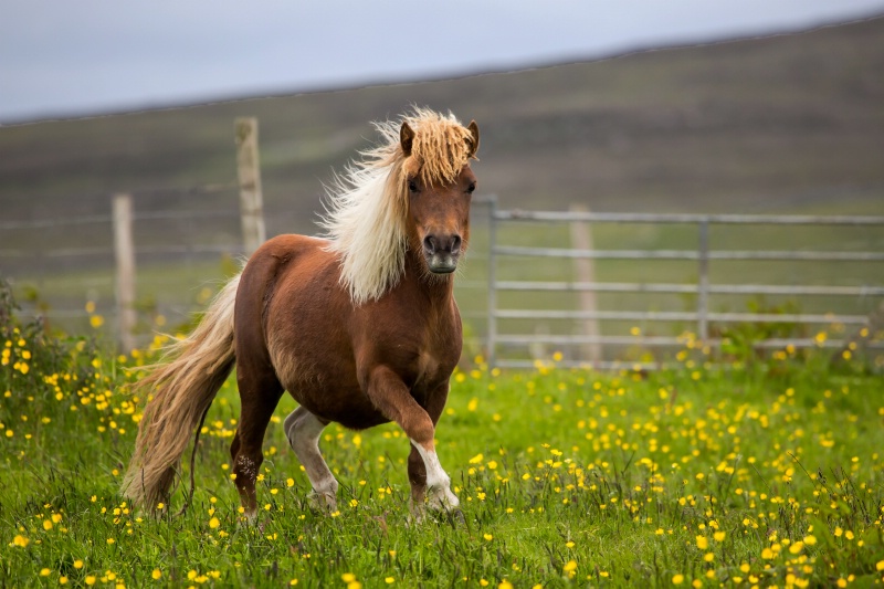 Shetland Stallion