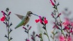 A Hummer In Actio...