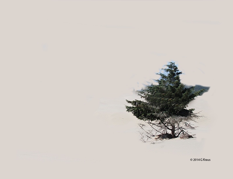 A Tree Grows In The Oregon Sand Dunes