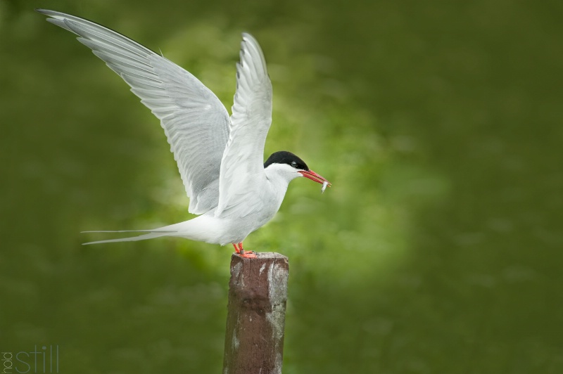 Nesting Tern with Sand Eel