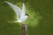Nesting Tern with...