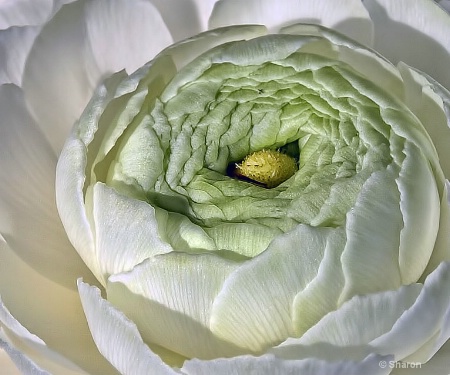 White Ranunculus