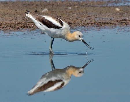 The Avocet Mirror Image