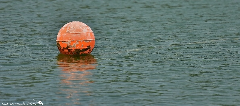 buoy