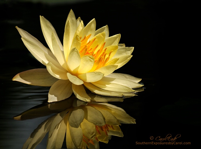 Golden Lotus - ID: 14581025 © Carol Eade
