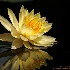 2Golden Lotus - ID: 14581025 © Carol Eade