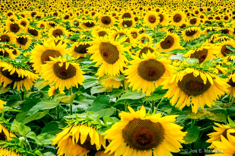 Sunflower Field img 6402
