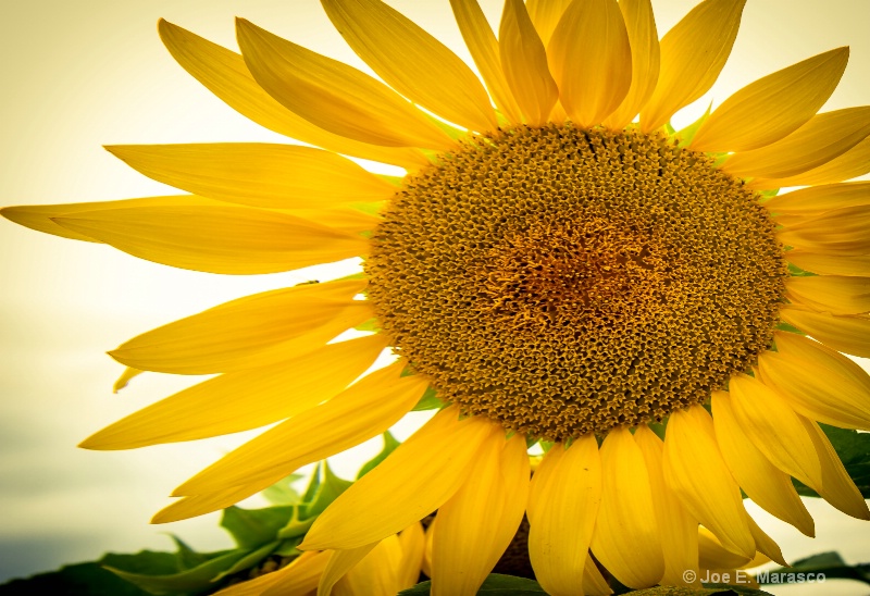 Sunflower img 6408