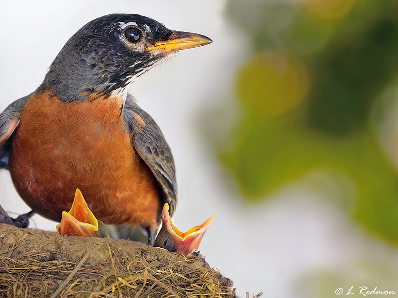 American Robin Nest