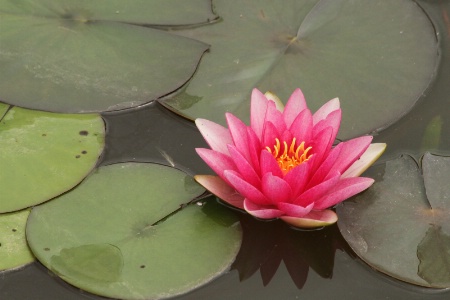 water lilly 2014
