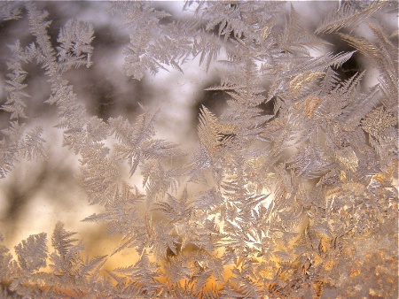 NATURE'S ETCHINGS BY JACKFROST