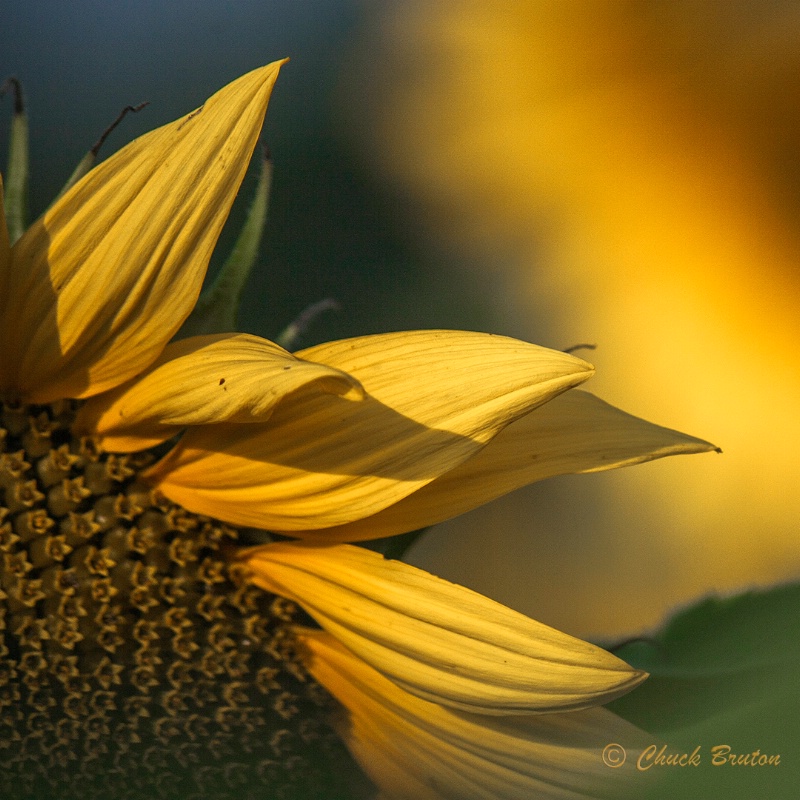 Sunflower Horizon  - ID: 14582153 © Chuck Bruton