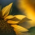© Chuck Bruton PhotoID # 14582153: Sunflower Horizon