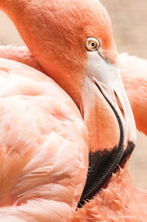 Flamingo Pose