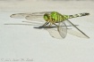 Green-in