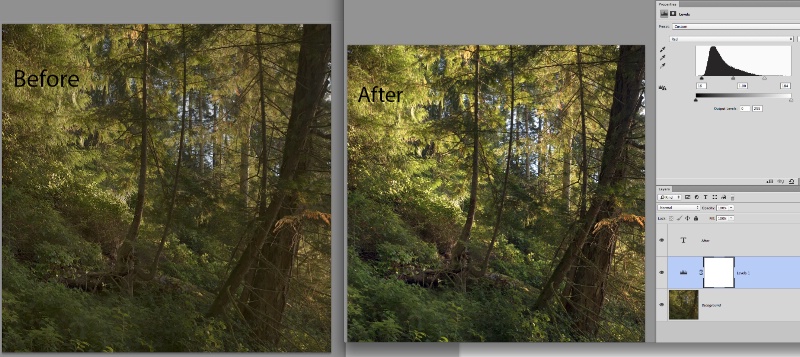 before after-foliage-levels