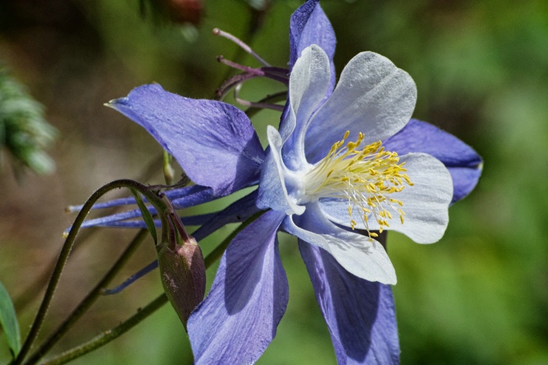 Stanley Canyon Columbine