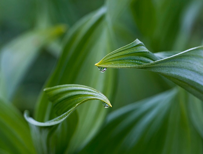 Morning Dew