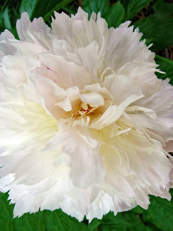 White Peony