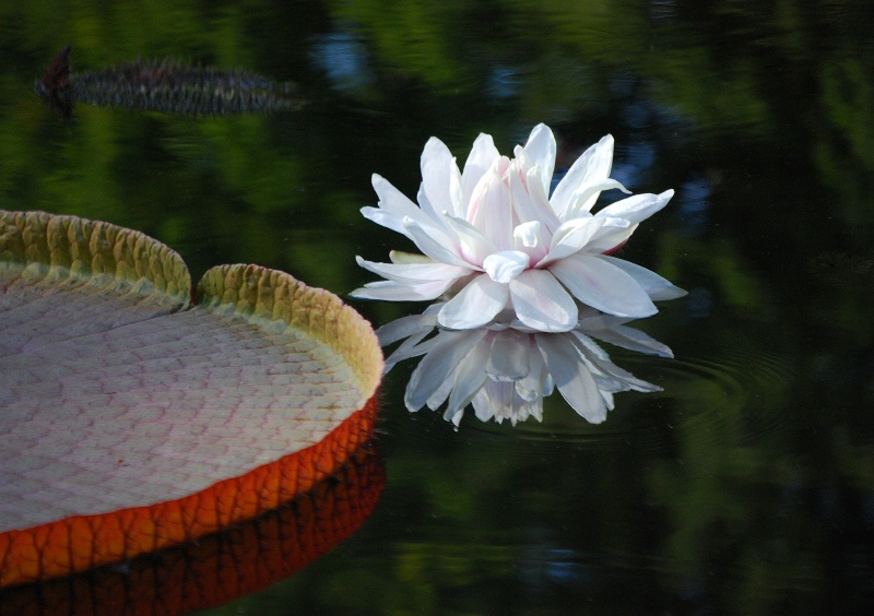 Relections in White