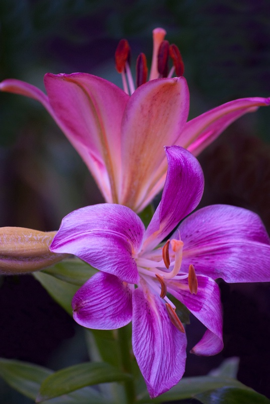 Purple and Pink Beauties