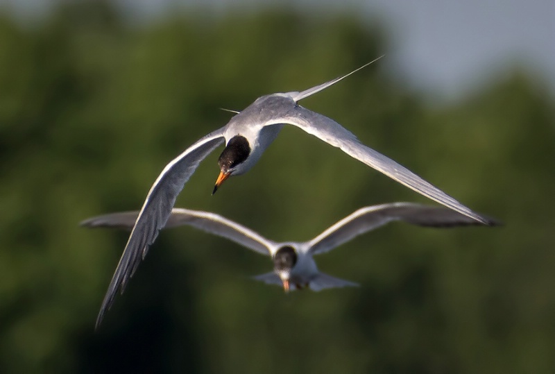 Common Terns Searching for Fish