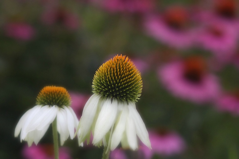 echinacea, pink and white