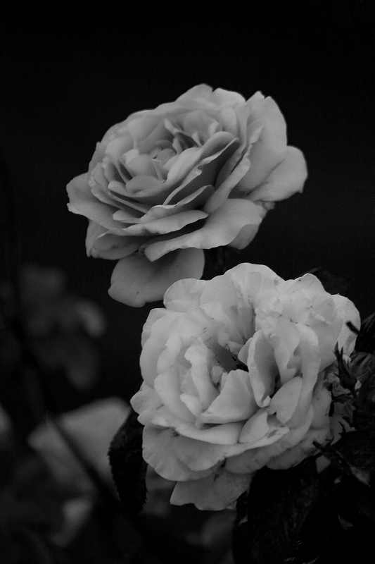 Roses (Black and white)