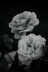 Roses (Black and ...