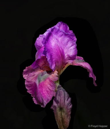 Purple Garden Iris