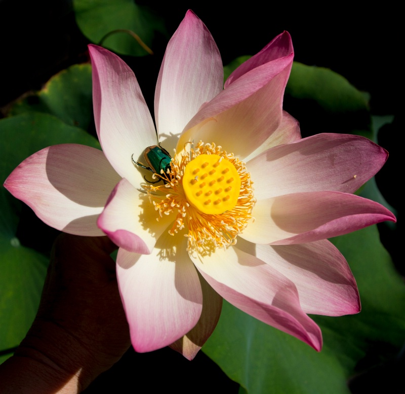 Green bug in Lotus