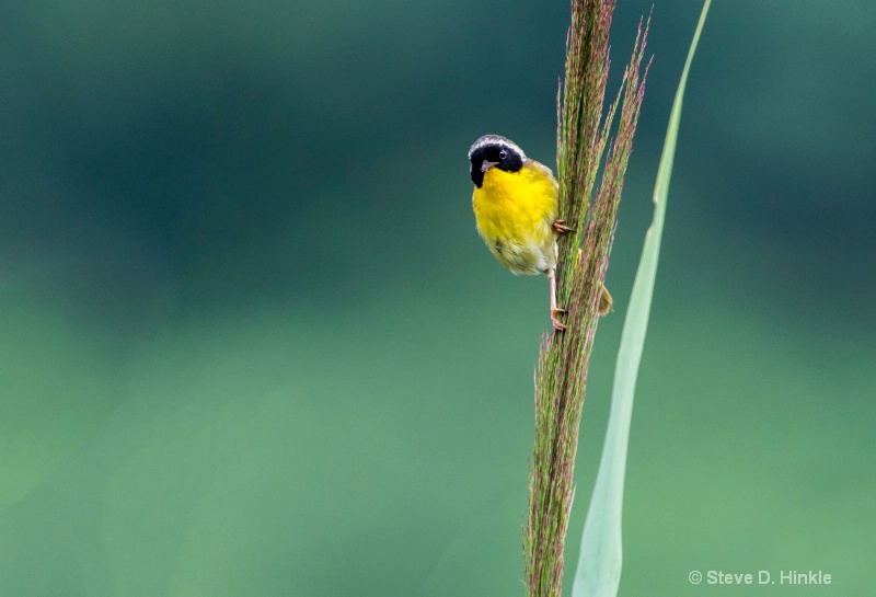 Yellow Black Throat Warbler