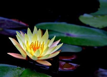 Yellow Water Lily