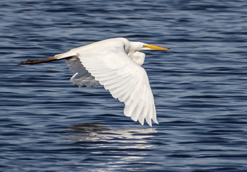Great Egret In Flight    