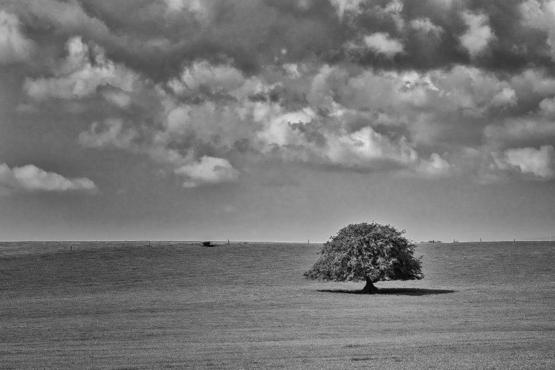 Lonely tree