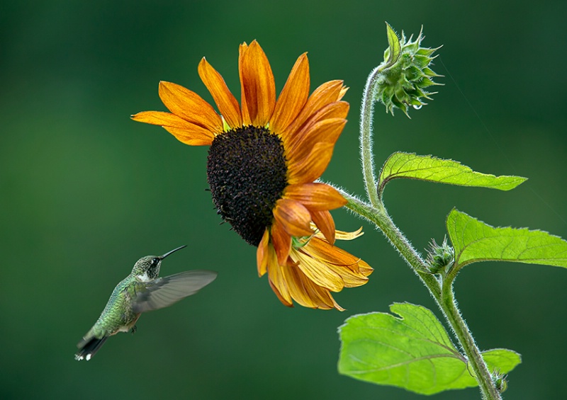 Sunflower & Hummer