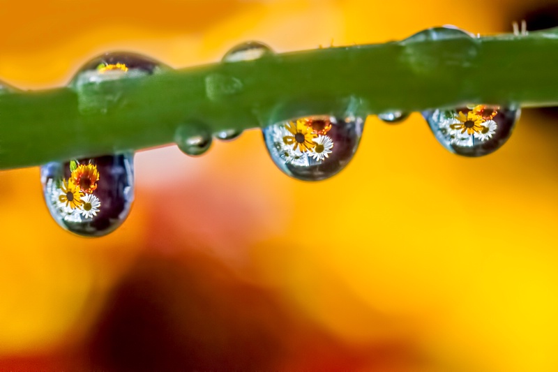 Floral Drop Trio