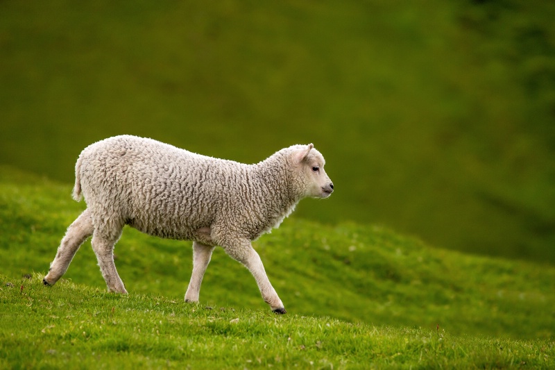 Lamb On The Run