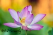 Water Lotus
