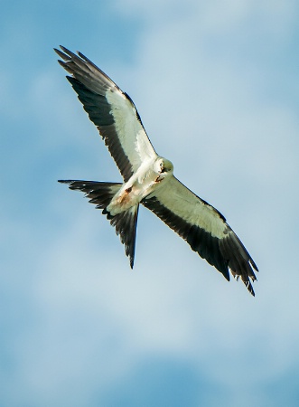 Swallowtail Kite feeding