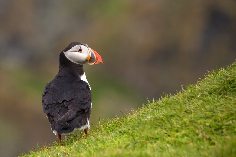 Puffin Pose