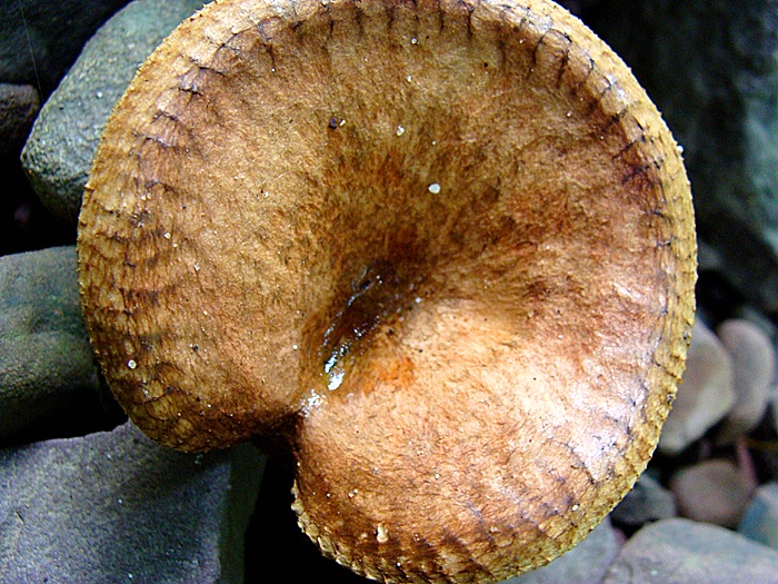 Lehigh Gorge State Park - Poconos, PA - mushroom3