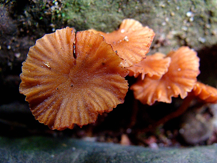 Lehigh Gorge State Park - Poconos, PA - mushroom2