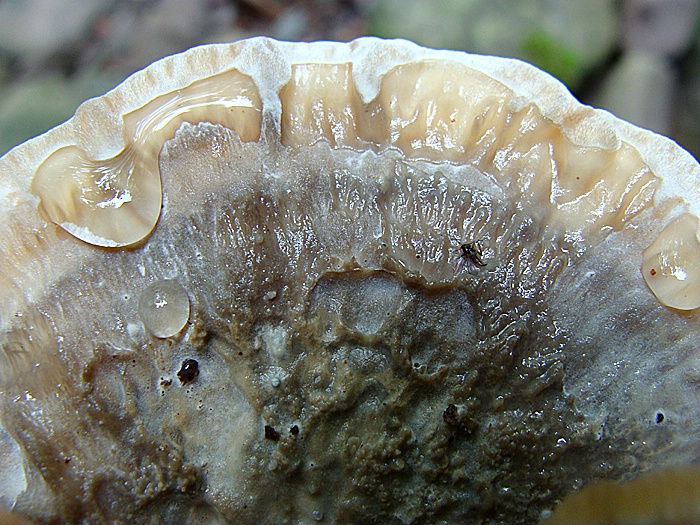 Lehigh Gorge State Park - Poconos, PA - mushroom1