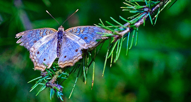 Butterfly Beauty!