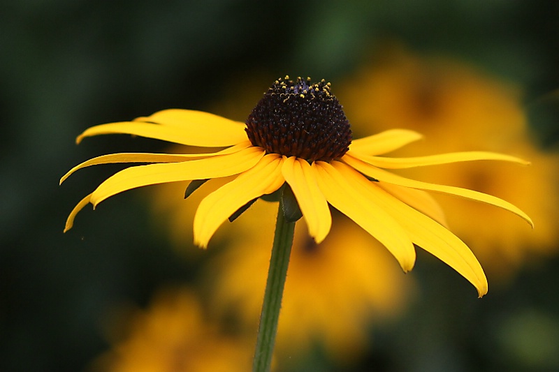 black-eyed susan