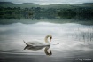 Donegal Swan