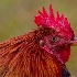 © Elliot Barnathan PhotoID# 14586805: Rooster Profile