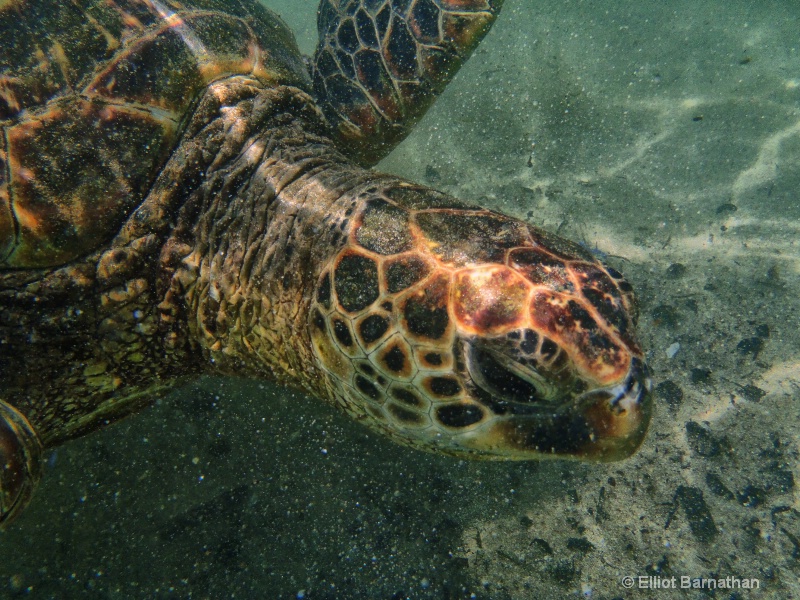 Sea Turtle 1