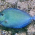 © Elliot Barnathan PhotoID# 14586851: Underwater 21